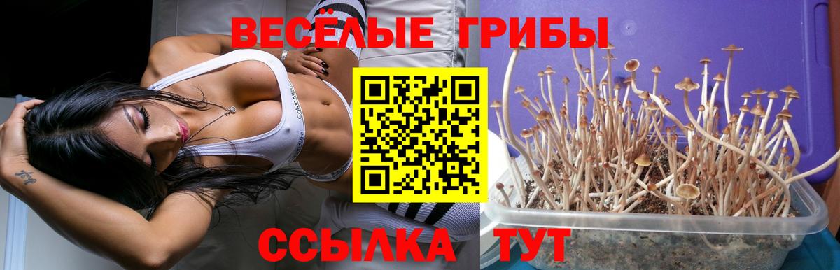 Галлюциногенные грибы Psilocybe Северобайкальск